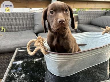 Photo of Chocolate lab puppies  - 2