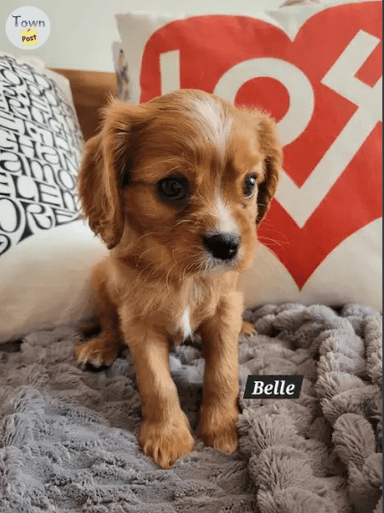 Photo of CKC Registered Cavalier King Charles Puppies (Health Tested) - 2