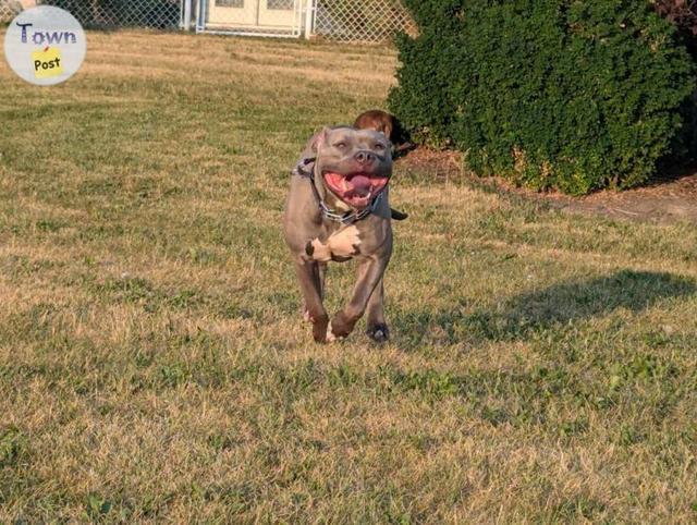 Photo of 2.5 year old American Bully 