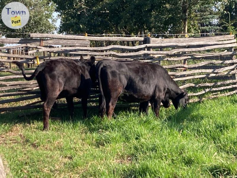 Photo of Angus Lowline cross heifers for sale