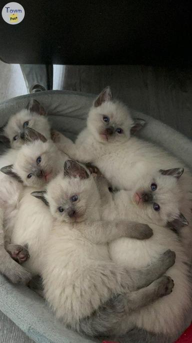 Photo of Kittens for sale - 1