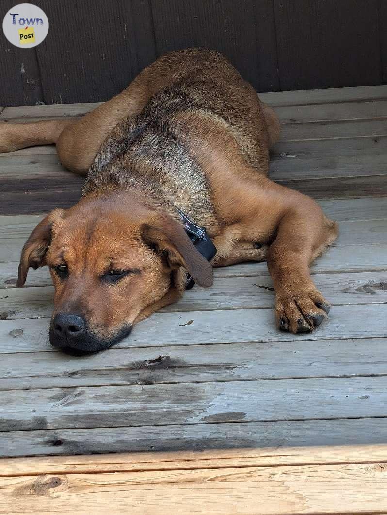 Photo of 7 month old Female Lab/Rottweiler pup