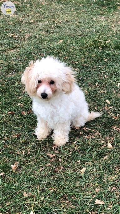 Photo of Maltipoo male $595 - 1