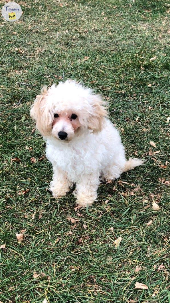 Photo of Maltipoo male $595