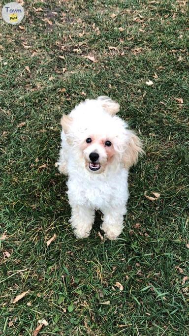 Photo of Maltipoo male $595 - 2