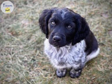 Photo of RARE Stabijhoun pure bred puppies - 1