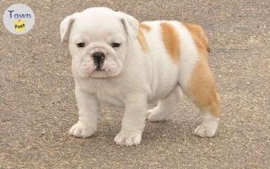 Photo of English Bulldog Puppies - 1