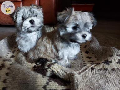 Photo of Havanese male pups - 1