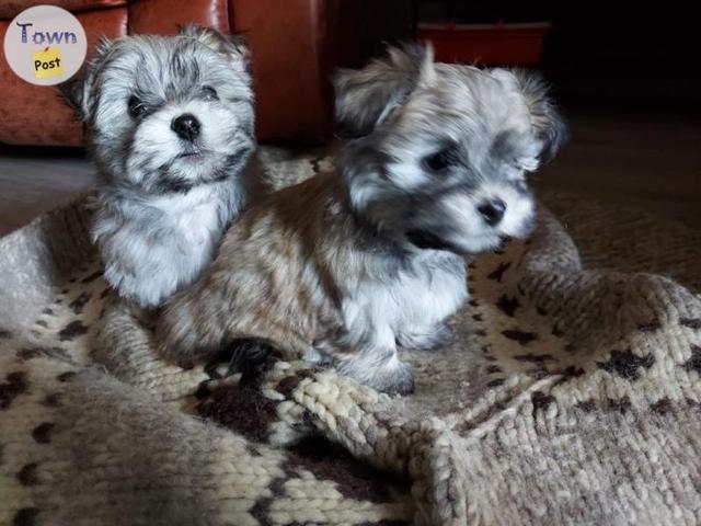 Photo of Havanese male pups