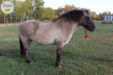 Photo of Two Tarpan geldings for sale - 2