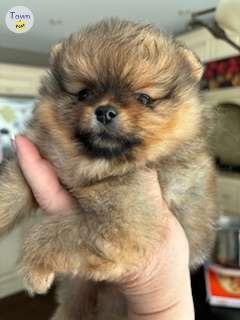 Photo of Pomeranians CKC registered Purebred