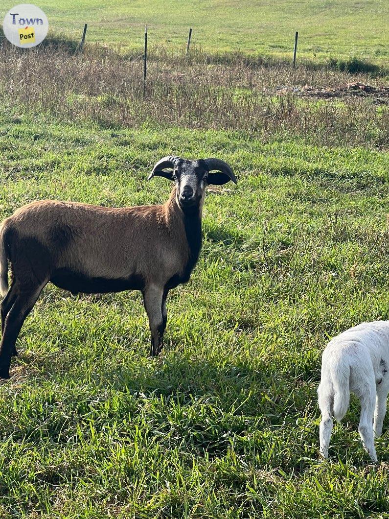 Photo of Black belly ram lamb