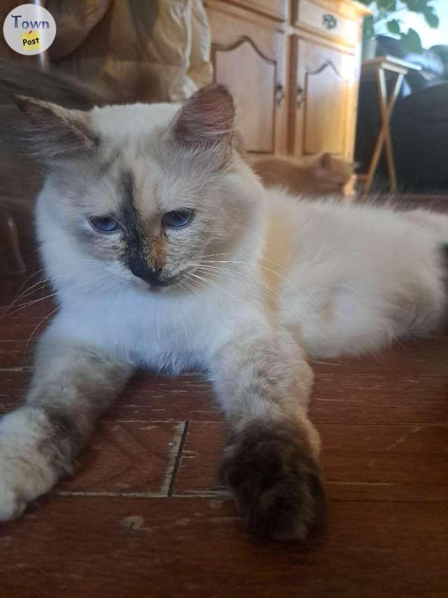 Photo of Purebred Ragdoll