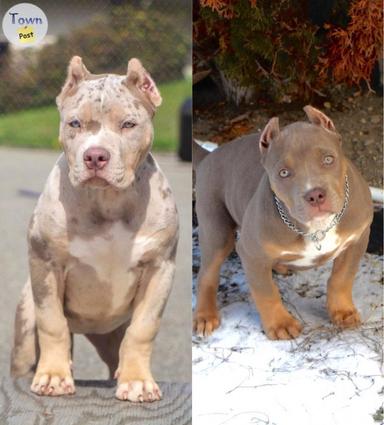 Photo of Best American XL Bully puppies - 1