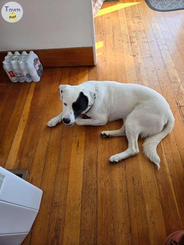 Photo of 13 month male border collie/lab cross