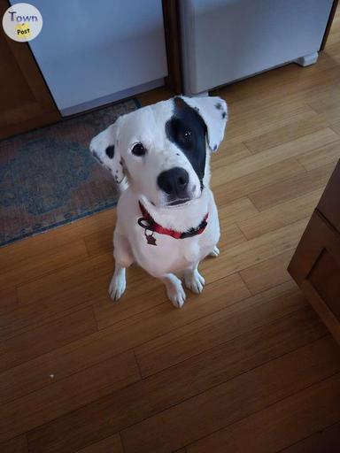 Photo of 13 month male border collie/lab cross - 2