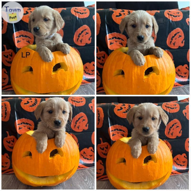 Photo of Golden Retriever puppies 