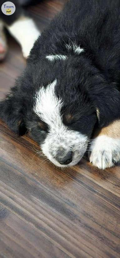 Photo of Bernese Mountain Dog / German Sheperd  - 2