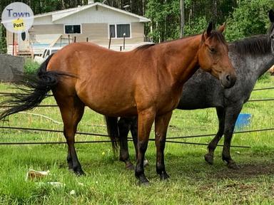 Photo of Quarter Horse Mare - 1