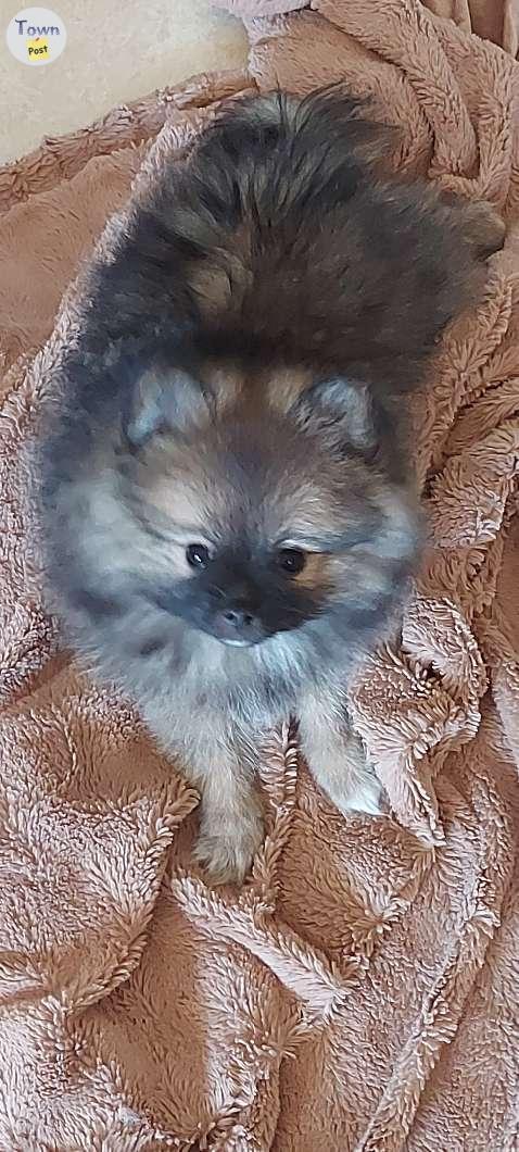 Photo of Pomeranian Puppies 