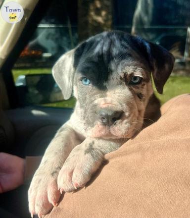 Photo of Hybrid Mastiff pups - 1