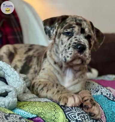 Photo of Hybrid Mastiff pups - 2