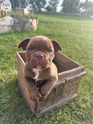 Photo of Bulldog Puppies - 1