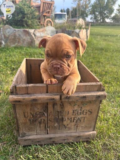 Photo of Bulldog Puppies - 2