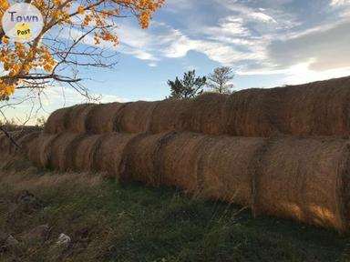 Photo of First Cut Grass Hay - 1