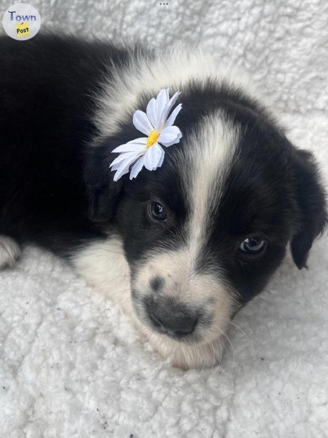 Photo of Border Collie Puppies