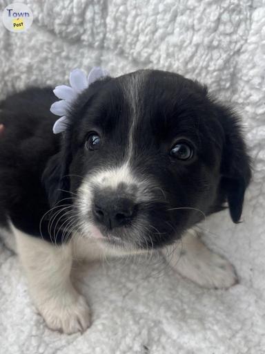 Photo of Border Collie Puppies - 2