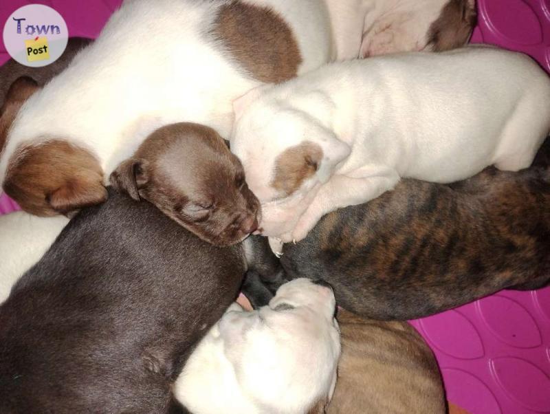 Photo of Calahoo Leopard Pitbull Puppies