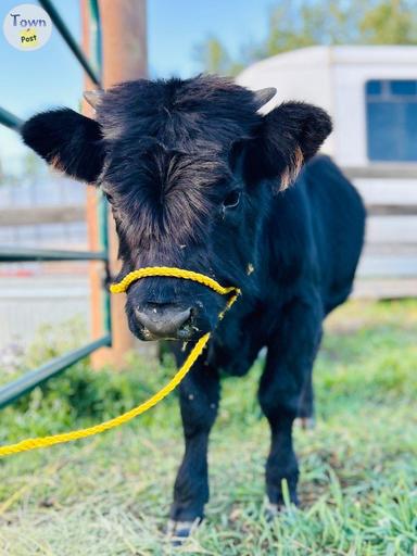 Photo of Highland Dexter Calves - 2