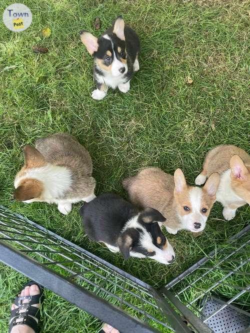 Photo of Well Trained Pembroke Welsh Corgi Puppies