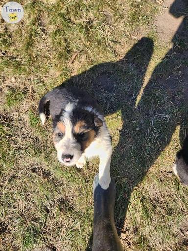 Photo of purebred boarder collie ready for new homes - 1