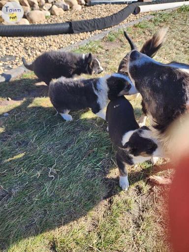 Photo of purebred boarder collie ready for new homes - 2