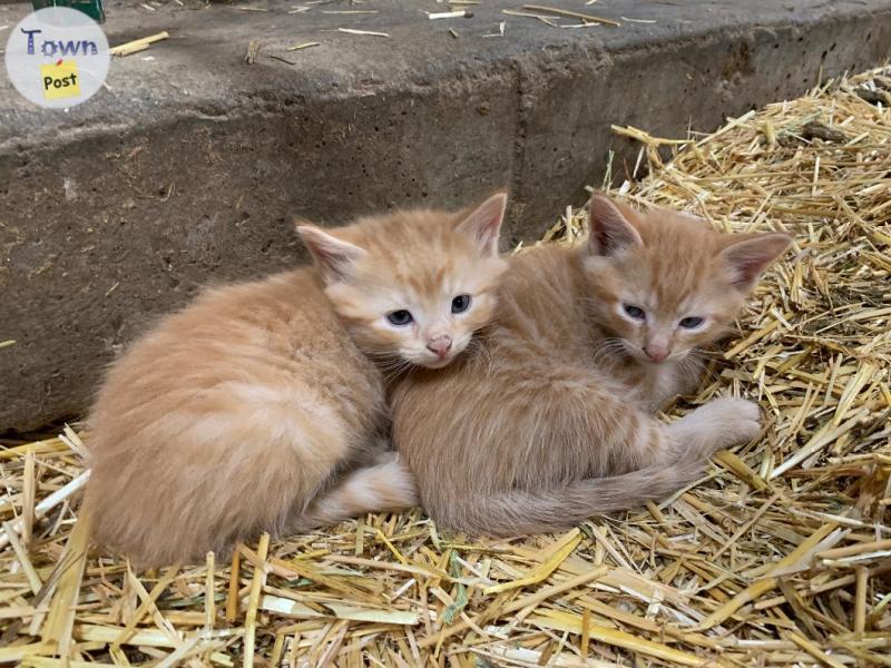 Photo of Half Siamese kittens 