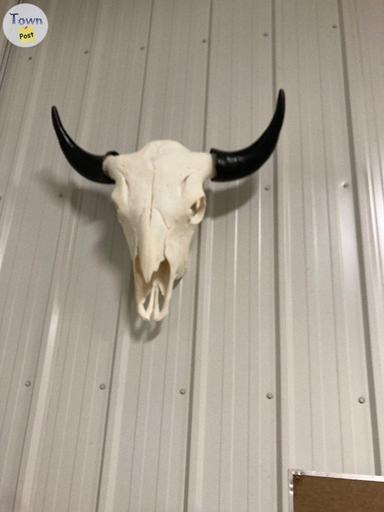 Photo of Super clean bison skulls - 1