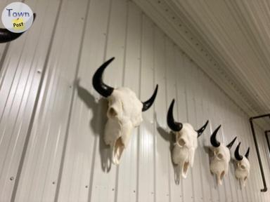 Photo of Super clean bison skulls - 2