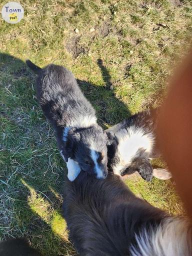 Photo of Border collie puppies  - 2