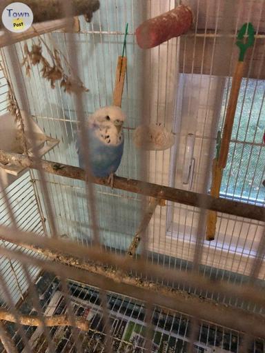 Photo of Ponoka- male budgie and large cage - 1