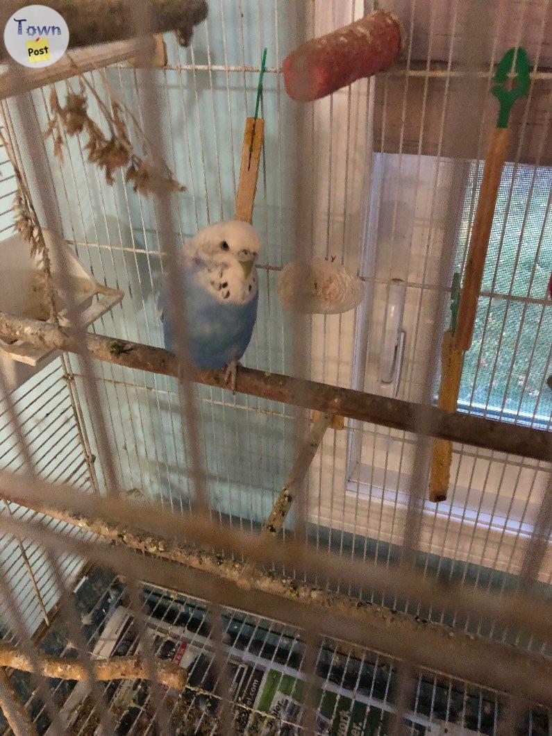 Photo of Ponoka- male budgie and large cage