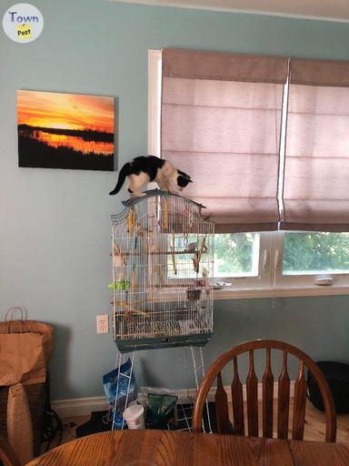 Photo of Ponoka- male budgie and large cage - 2