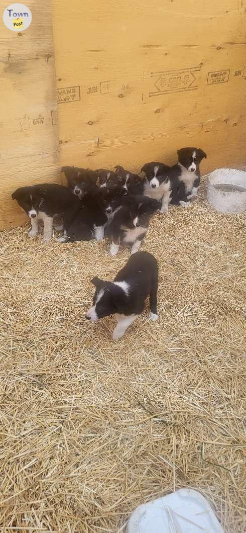 Photo of Border collie puppies