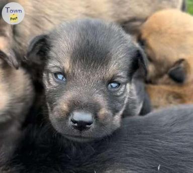 Photo of Belgian Shepherd + Rottweiler Cross Puppies for Sale - 2