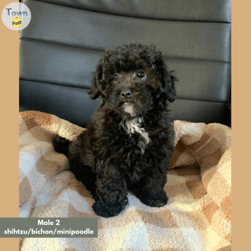 Photo of Shihtzu/bichon/poodle puppy! 