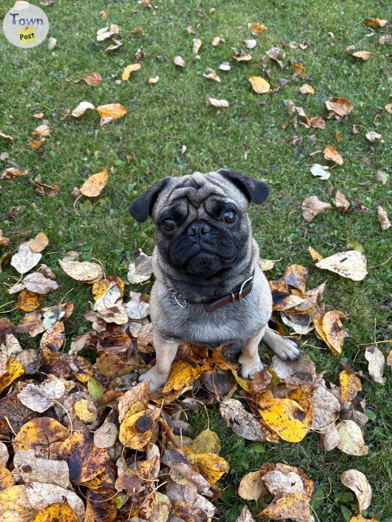 Photo of Pug for Rehoming 