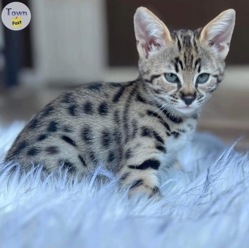 Photo of Brown Charcoal Bengal Kittens