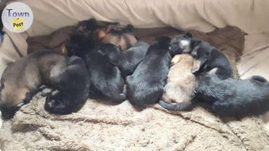 Photo of German Shepherd cross pups  - 1