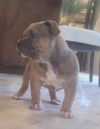 Photo of Blue and Lilac Registered Bully Puppies - 2